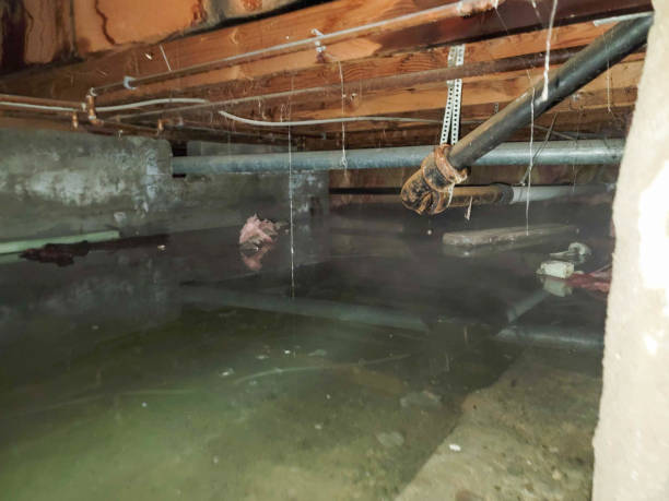 Best Flood damage cleanup  in Talluh, LA