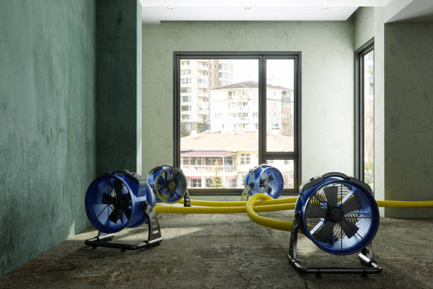 Best Professional water damage repair  in Talluh, LA
